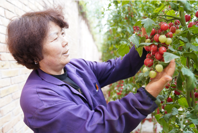 临潼区番茄小种子种出大产业