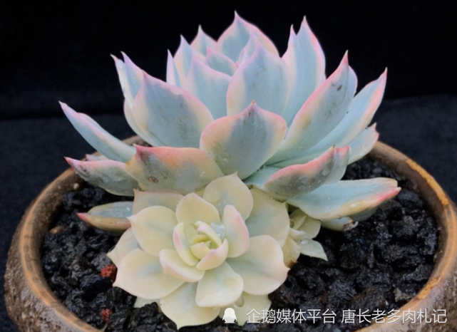养多肉皮氏蓝石莲已经腻了 那养一棵皮氏锦吧 这颜值谁看都爱 腾讯新闻