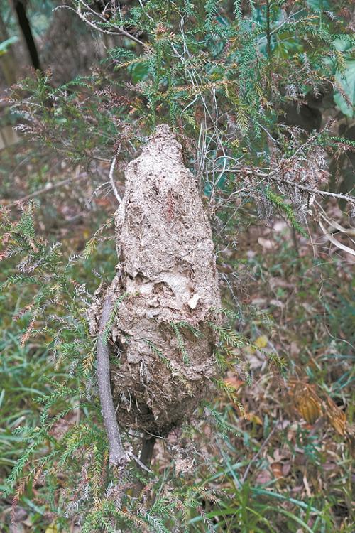 林草科普|双齿多刺蚁:枝叶间的"建房狂魔"