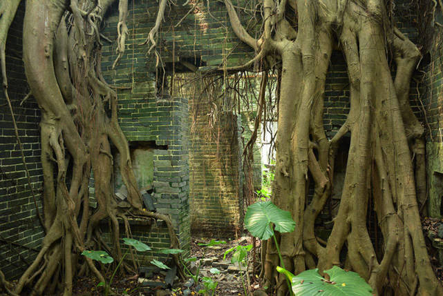 中国最神秘的无人村整个村子被榕树覆盖看起来格外恐怖