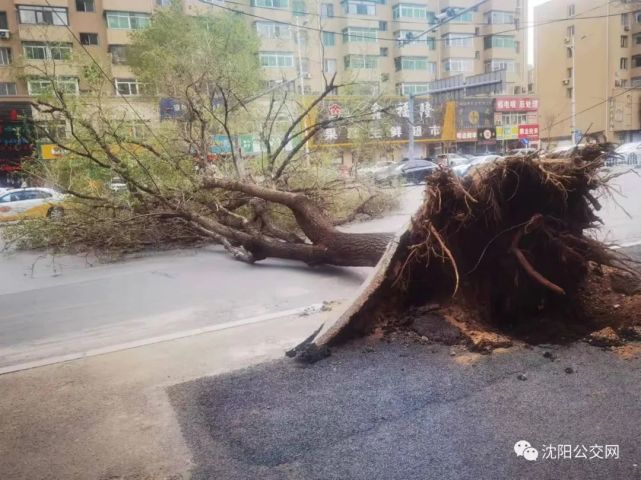 沈阳11级大风大树连根拔起公交被迫改线