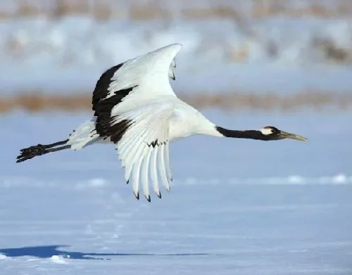 辽宁省国家重点保护鸟类图谱(一)鹤类_腾讯新闻