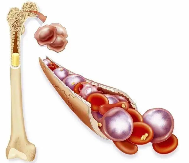 骨髓充填于骨髓腔和骨髓松质网眼内,分为红骨髓和黄骨髓两种.