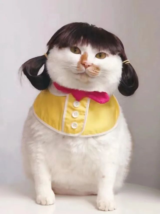 猫咪:女装大佬就是我