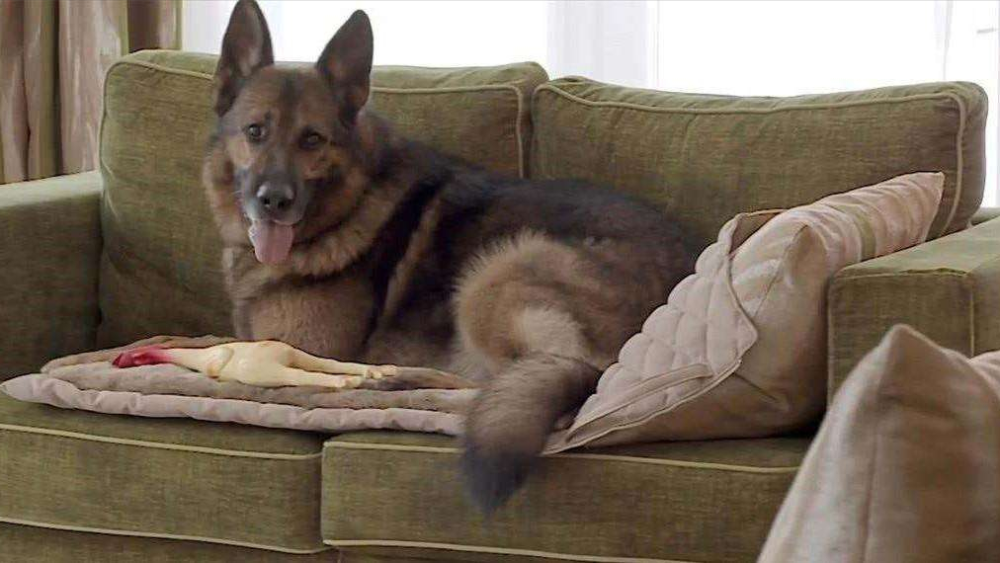 1992年,这位女伯爵去世了,由于她没有后代,唯一陪伴她的就是只有冈瑟