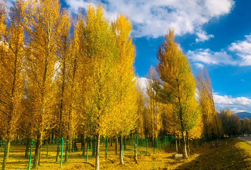 蓝色星球上的最后一方净土03 稻城坐标:四川省甘孜藏族自治州康定市