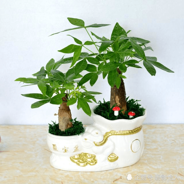 居室养护发财树有技巧掌握正确方法才能越长越旺盛