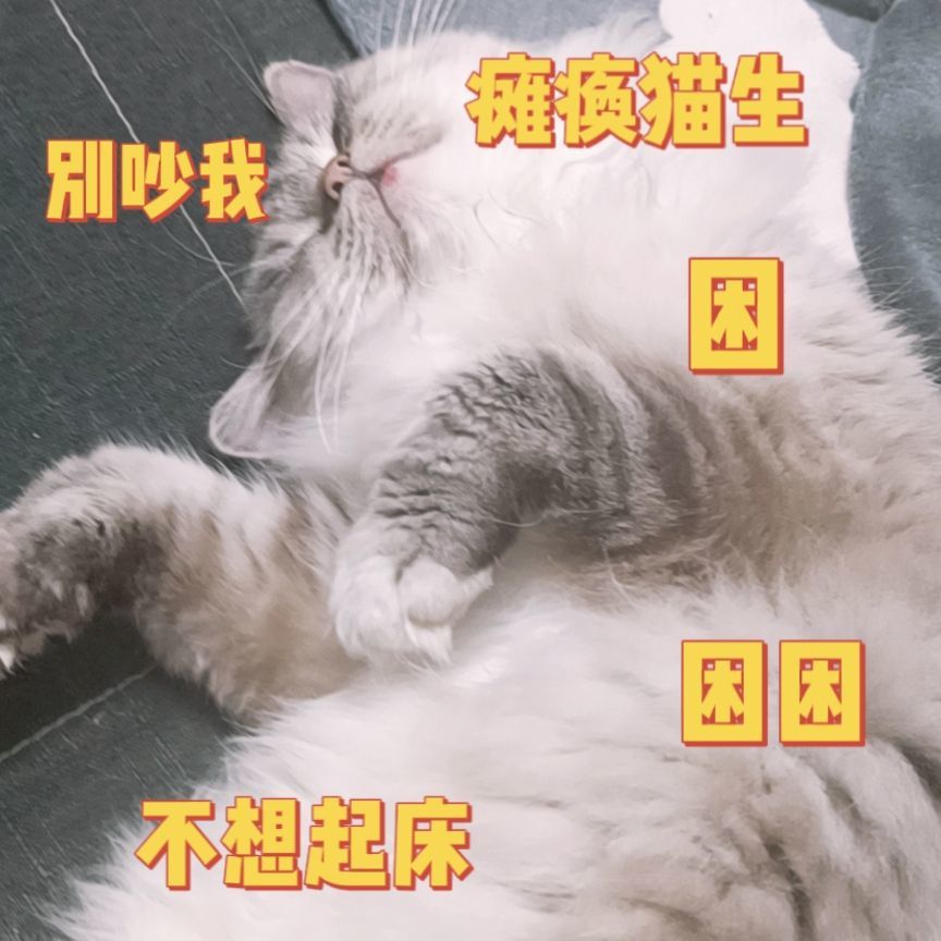 "困,好困,太困了,困到爆炸,困得失了智,困到忘了姓名,困得我想当树懒