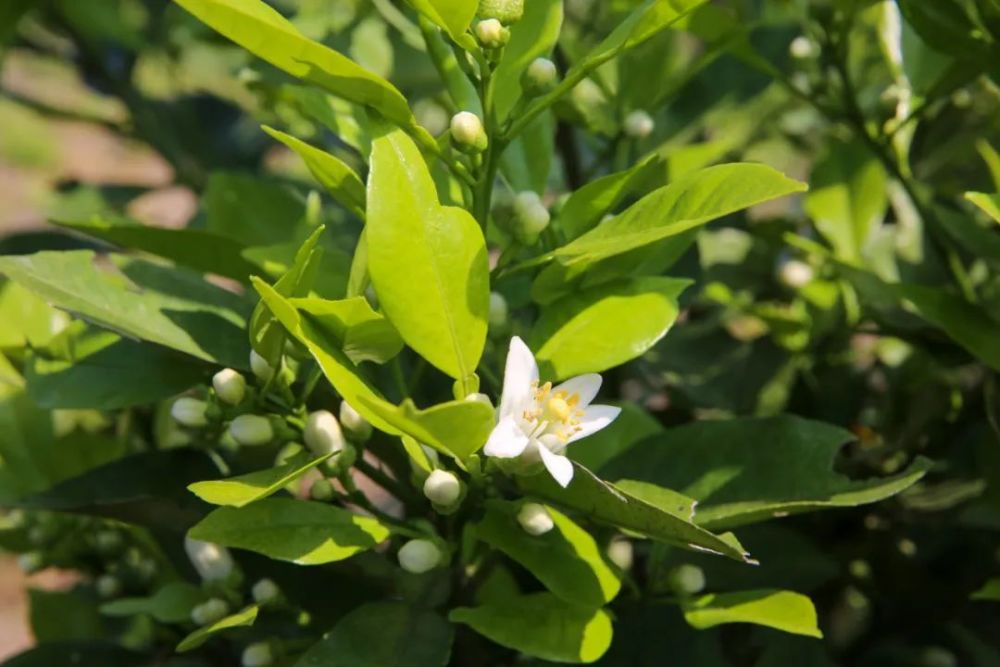 玳玳可制花茶,其果,花,叶均可入药,提取香料,因此有较高的经济价值.