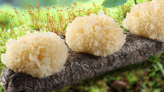 银耳的功效和作用