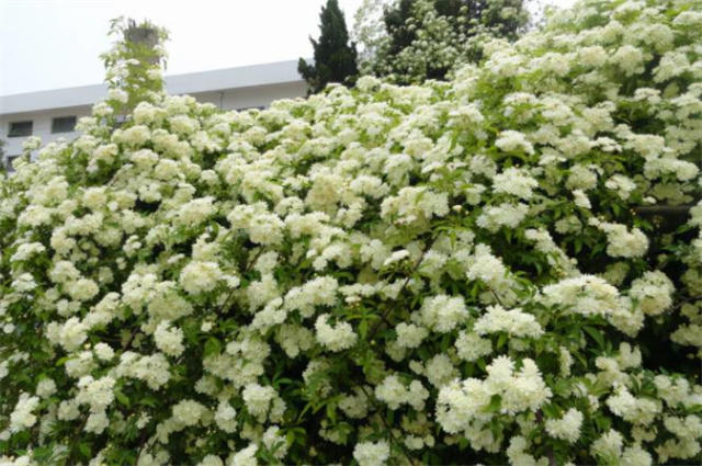 晚春花信之荼蘼花七首压架荼蘼百万枝百芳无得似荼蘼