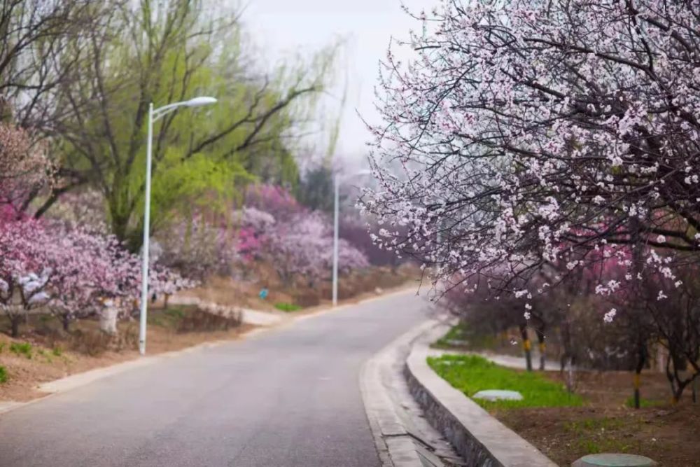 点点胭脂绣细蕊吐香 沁人心脾踏雪寻梅 雪映梅花遇见鹫峰的"梅"好风光