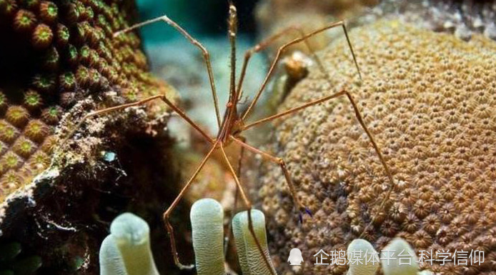 无需进化，便在气候多变的地球上活了5亿年，海蜘蛛怎么做到的？JAPANXXXXHDVIDEOS美国