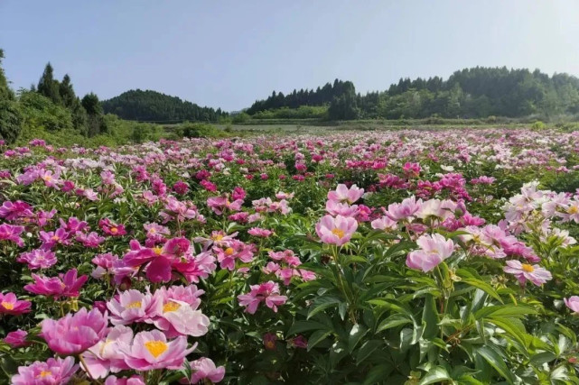 金堂芍药花基地图片