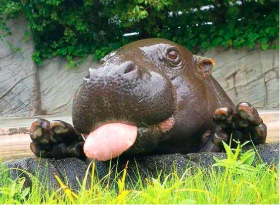 全球最小河马,被称为"超级萌物",网友:看到它,心都化了