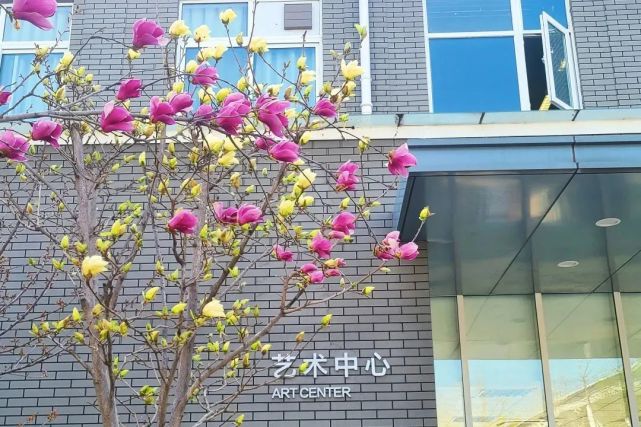 当玉兰花遇到花程式赏花的最高段位竟然是