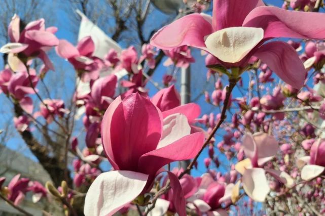 当玉兰花遇到花程式赏花的最高段位竟然是