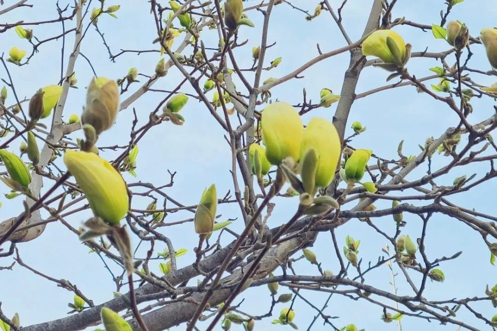 当玉兰花遇到"花程式",赏花的最高段位竟然是……_腾讯新闻
