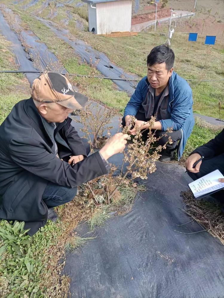 四川省农科院经作所专家赴昭觉县技术指导雪灾冰雹对蓝莓的影响