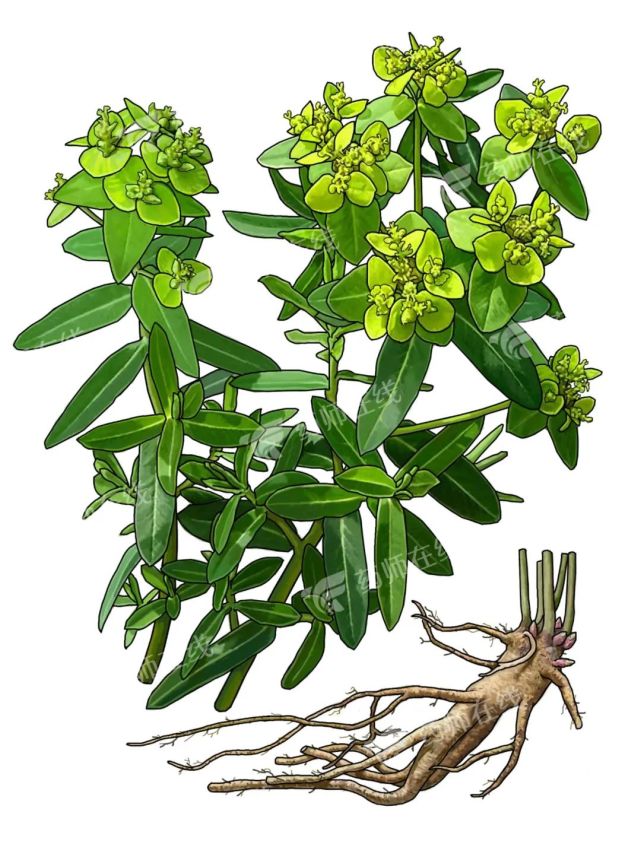 中药京大戟知多少?