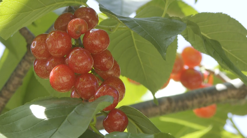 鲁甸小寨:多措并举促樱桃销售_腾讯新闻