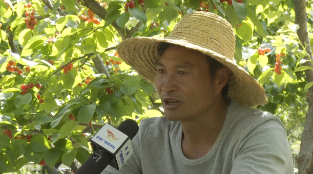 鲁甸小寨:多措并举促樱桃销售