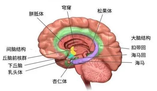 劉惠梅醫生精神疾病會永久損傷大腦這些問題患者和家屬都要了解