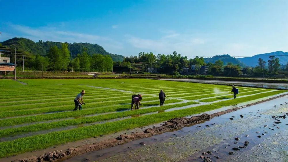 在前方施肥,而两位村民操作插秧机紧随其后,将一株株秧苗整齐插入稻田