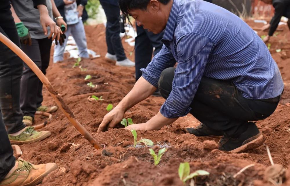 乡村振兴丨我县286万亩烟叶移栽正当时