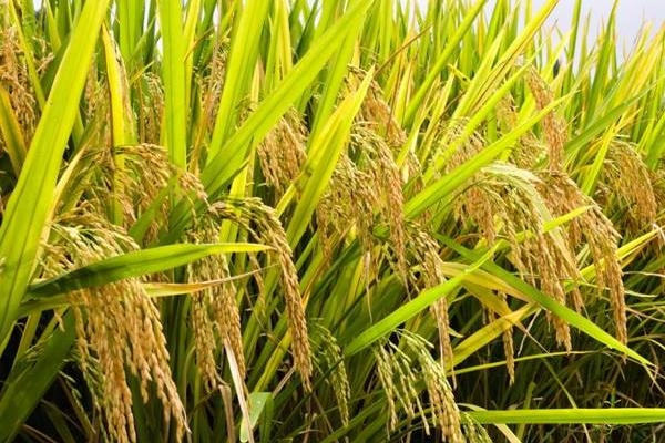 杂交水稻养活中国14亿人,咋做到的?老外看了之后倍感震撼