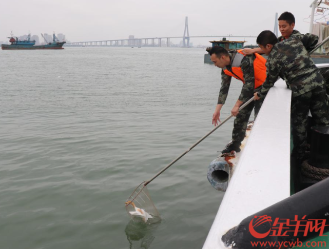 4月20日12時許,廣東湛江海警局執法員發現海面有一隻溺水的白色大鳥