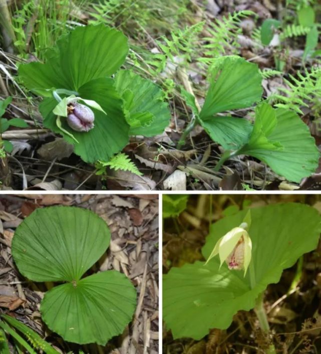 陕西太白拍摄到扇脉杓兰