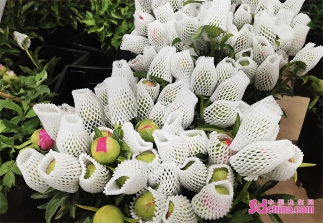 菏泽牡丹芍药鲜切花观察一 22年菏泽牡丹芍药鲜切花销售进入早期阶段 芍药 牡丹花 菏泽牡丹 菏泽 庞绍国