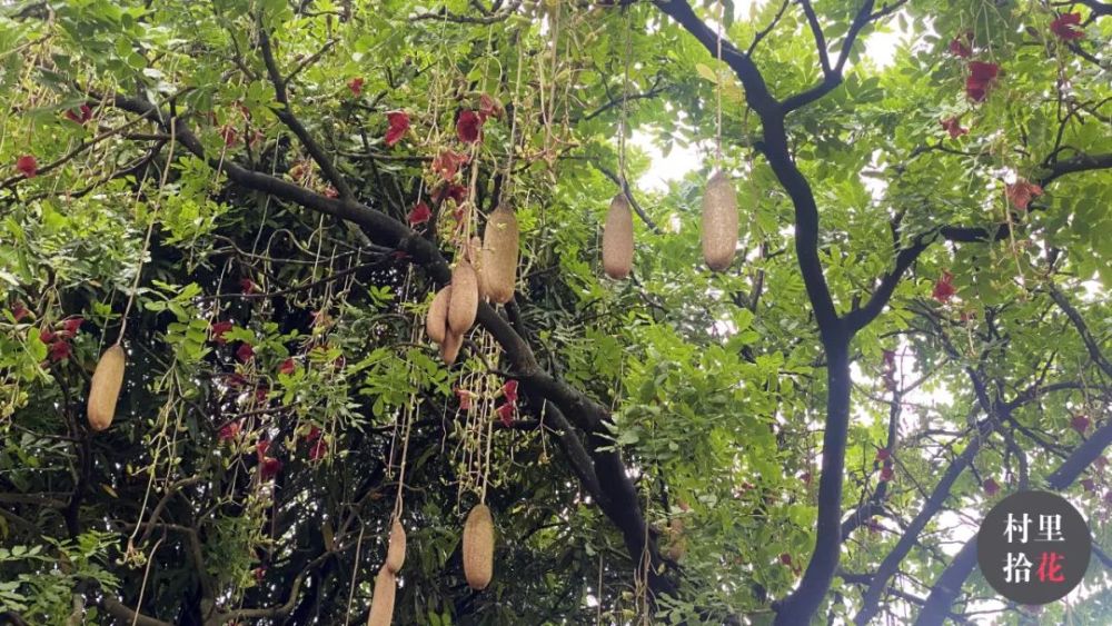 吊灯树你有被我的果实砸到过吗