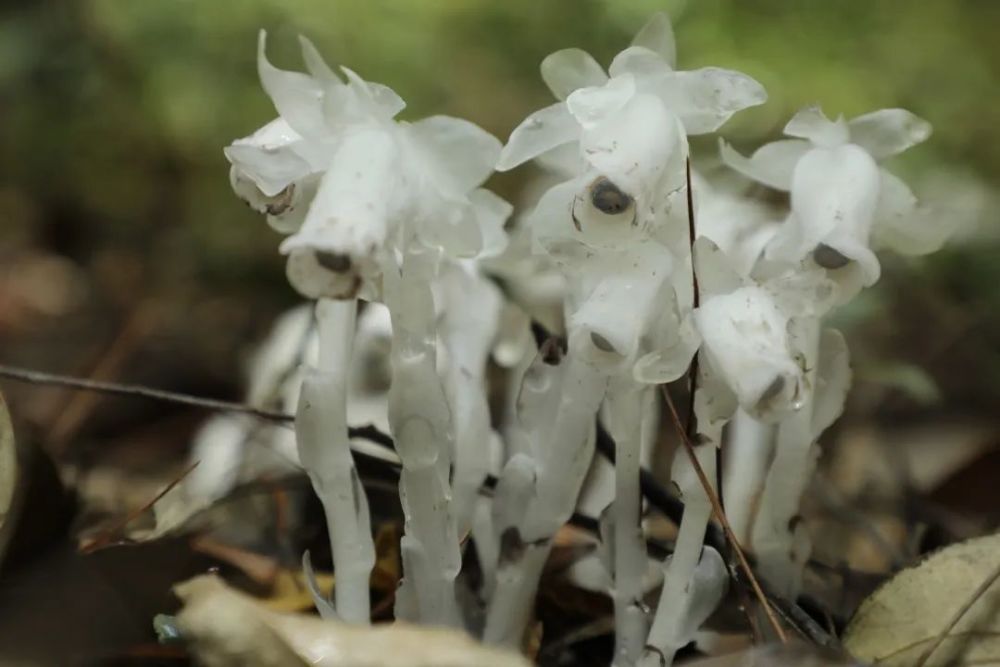 水晶蘭為什麼叫死亡之花(水晶蘭為什麼叫牢底坐穿花)