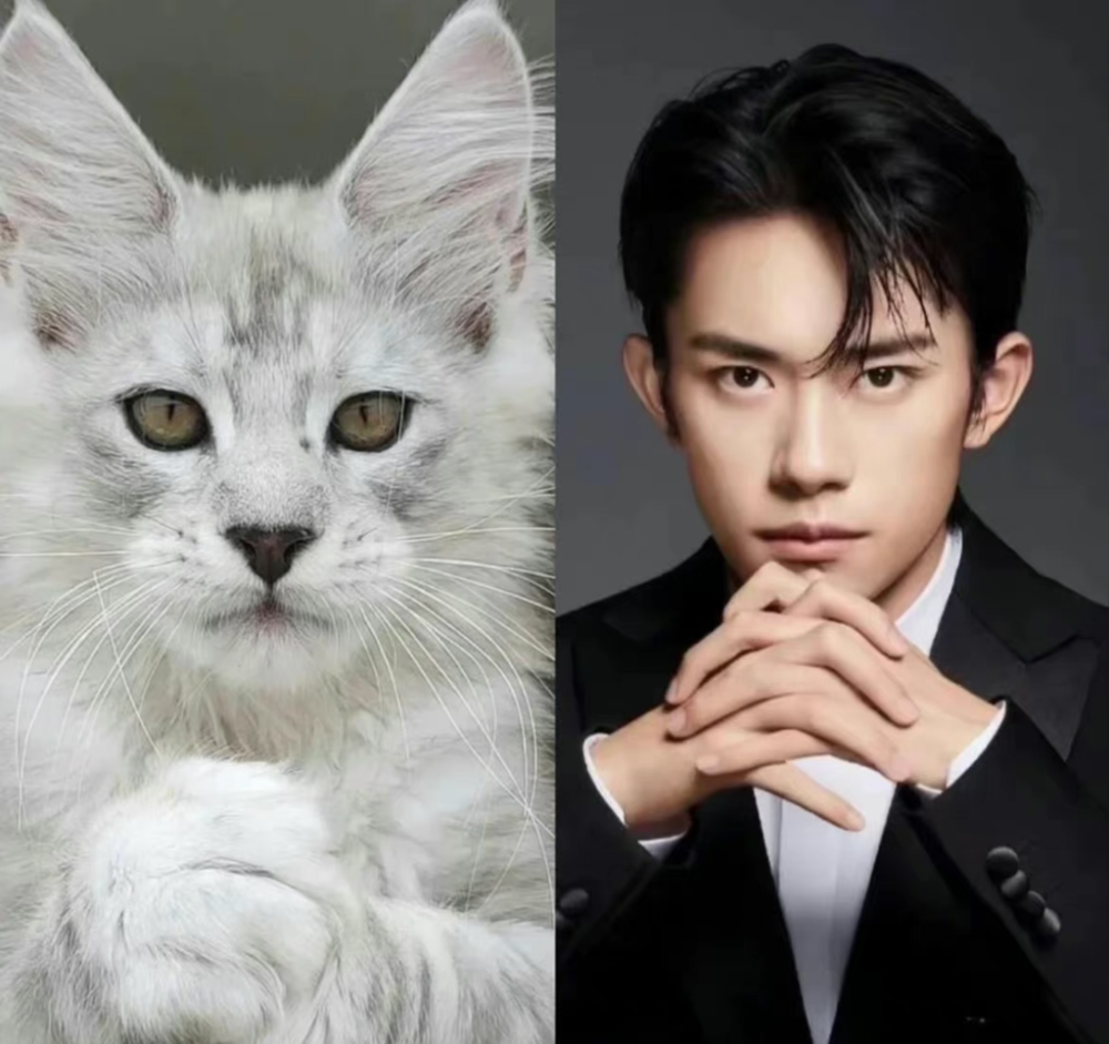 千玺对猫咪的爱就一发不可收拾,之后又养了"石榴""海豹突击队队长","