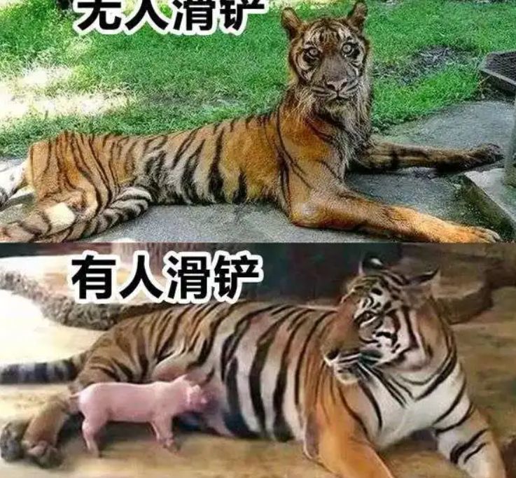 人类靠什么超越其他动物靠脑子这四个部位攻击力十分巨大