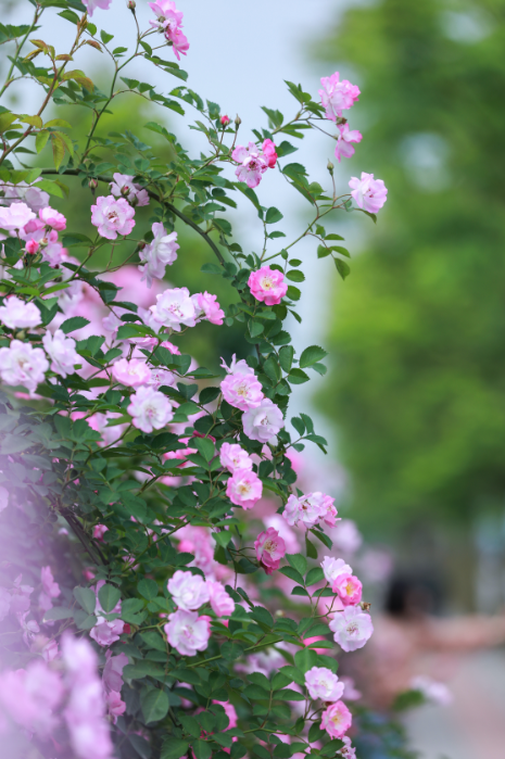 梁平丨人间四月芳菲梦 风吹蔷薇露华浓