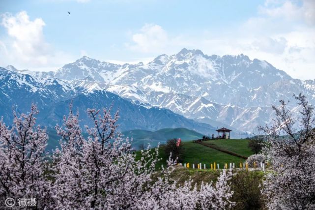 新疆伊犁中华福寿山摄影作品展:莫道人间春归早,花落花开又一年