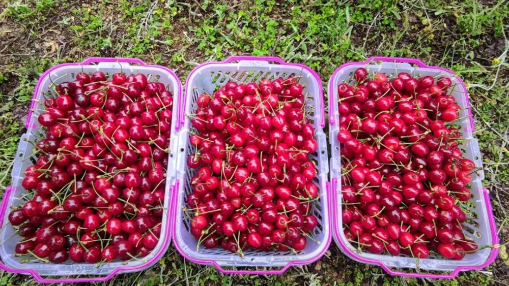 镇宁白马湖街道漫山樱桃红农旅融合引客来