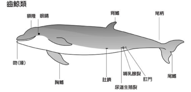 鲸鱼身体部位分解图图片