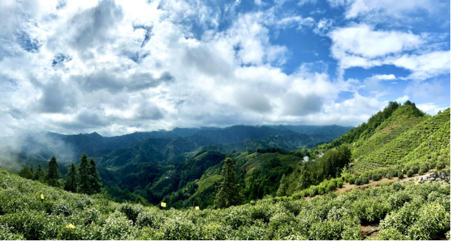 早安黃山全市執行合同指標全省第一黃山旅遊星主播助農矩陣啟動