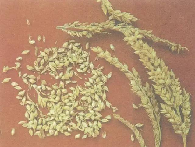 文:杨晓光上世纪六十年代,我老家曾经种植过一种文物级的农作物,稗子