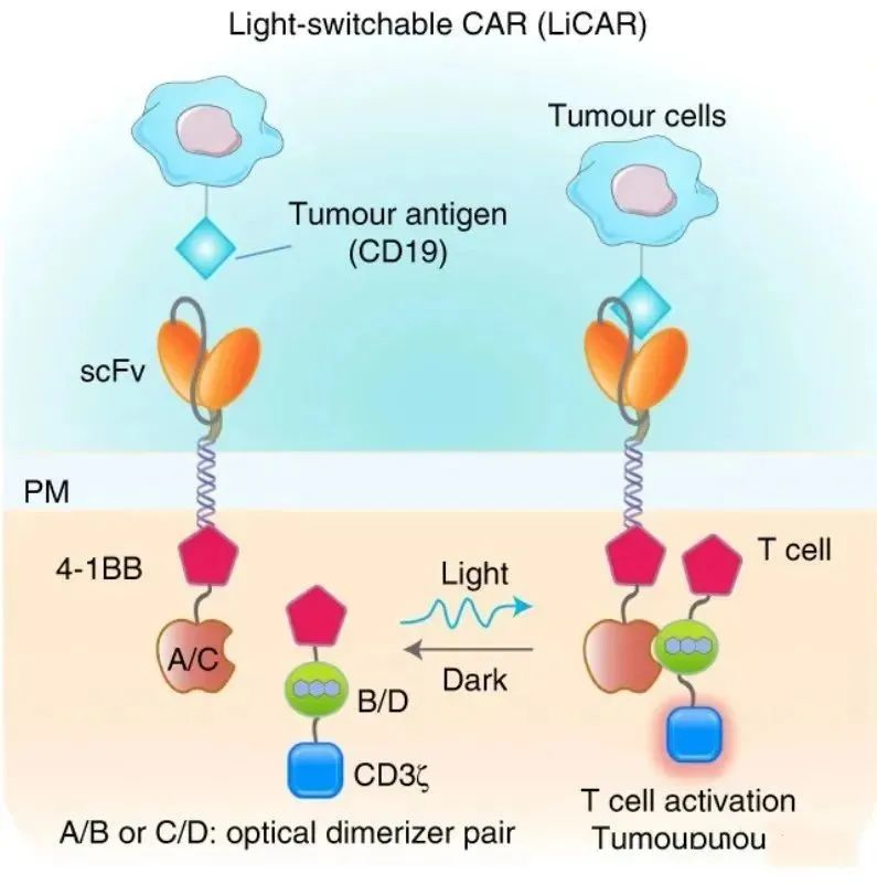 常用的跨膜结构域来源于cd4,cd8α,cd28和cd3ζ