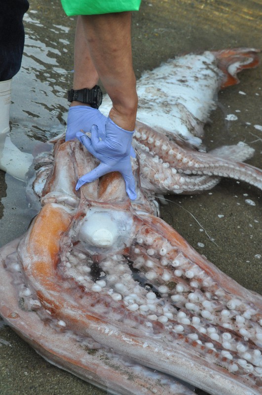 地震|鱿鱼|大王乌贼|抹香鲸|乌贼