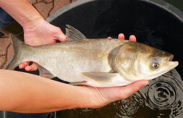 大運河今年通水後鰱魚和鱅魚為什麼成了水專家呢