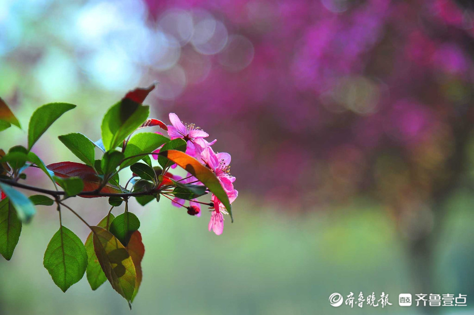 好景山東日照五蓮千畝海棠花盛開紅肥綠瘦美出圈