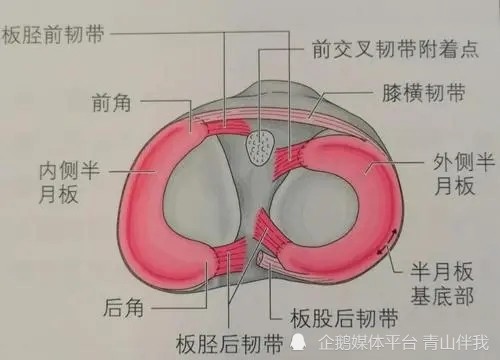 膝盖半月板损伤