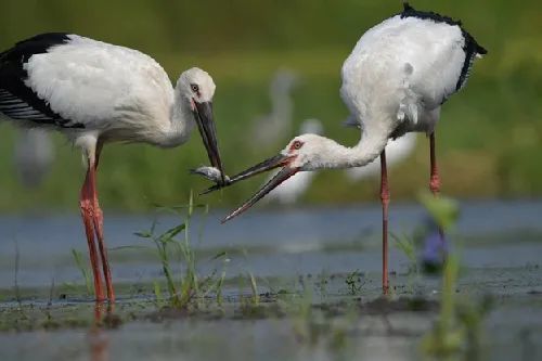 辽宁省国家重点保护鸟类图谱(二)鹳类和鹭类