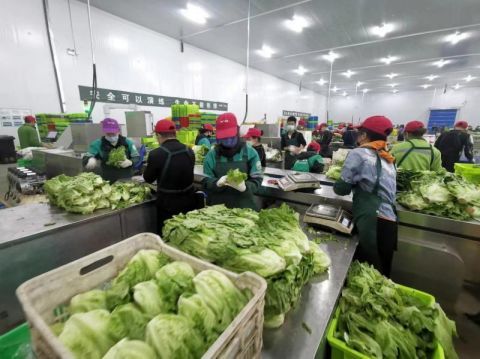 叮咚买菜北京分选中心全员投入生产日出60余万件果蔬保障北京生鲜供应
